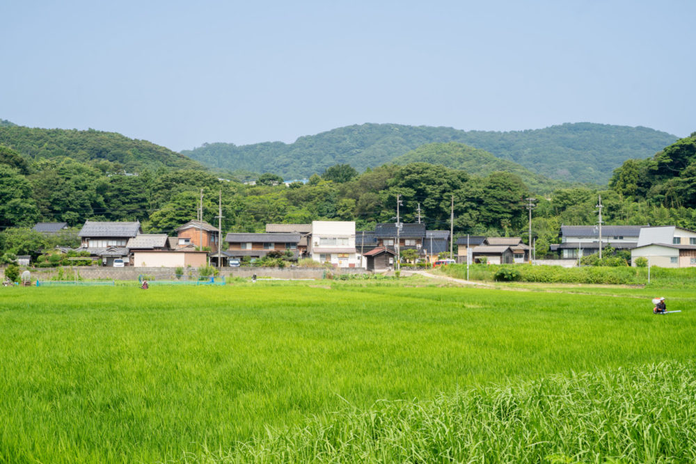 こんなところで育てています