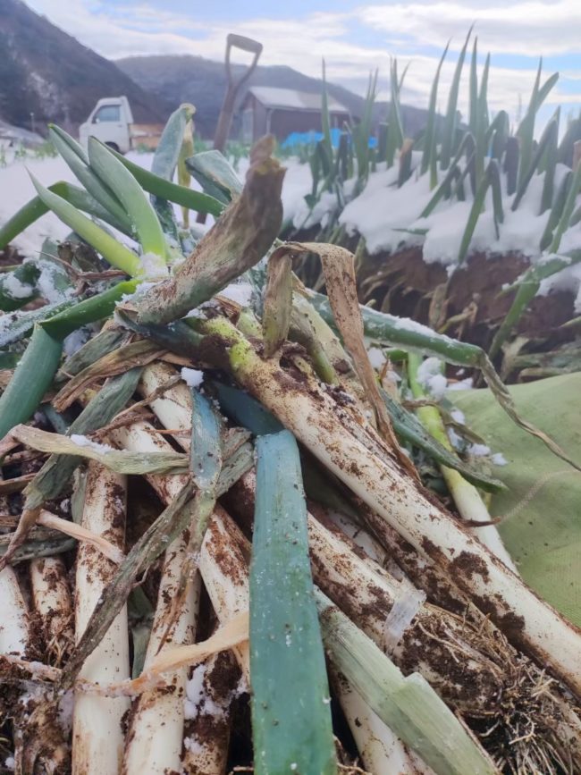 LINE_ALBUM_麻呂子葱（白ネギ_251211_1