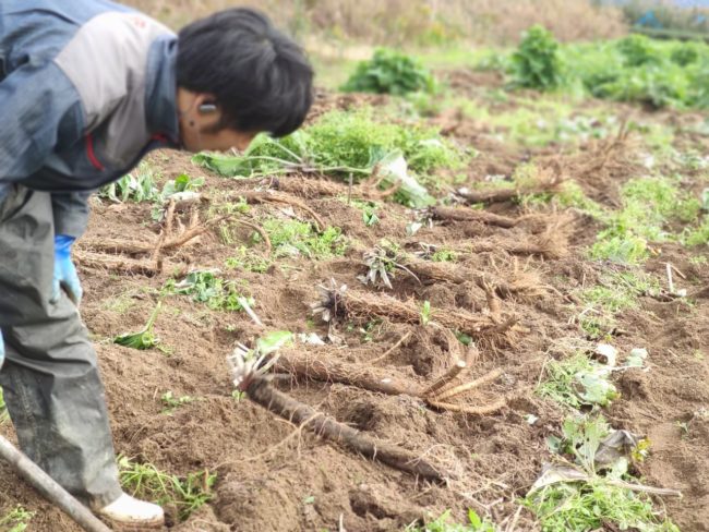 LINE_ALBUM_寒中見舞い_251211_1