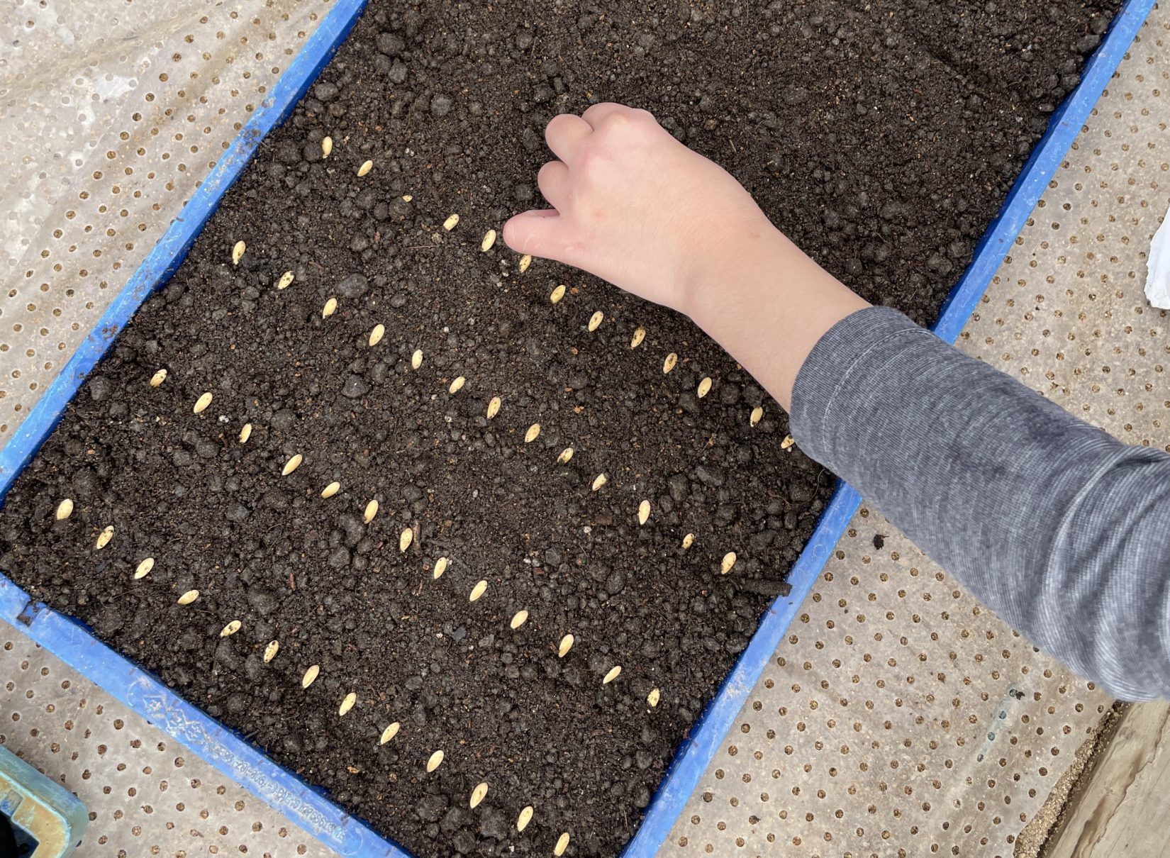 はじまりの合図